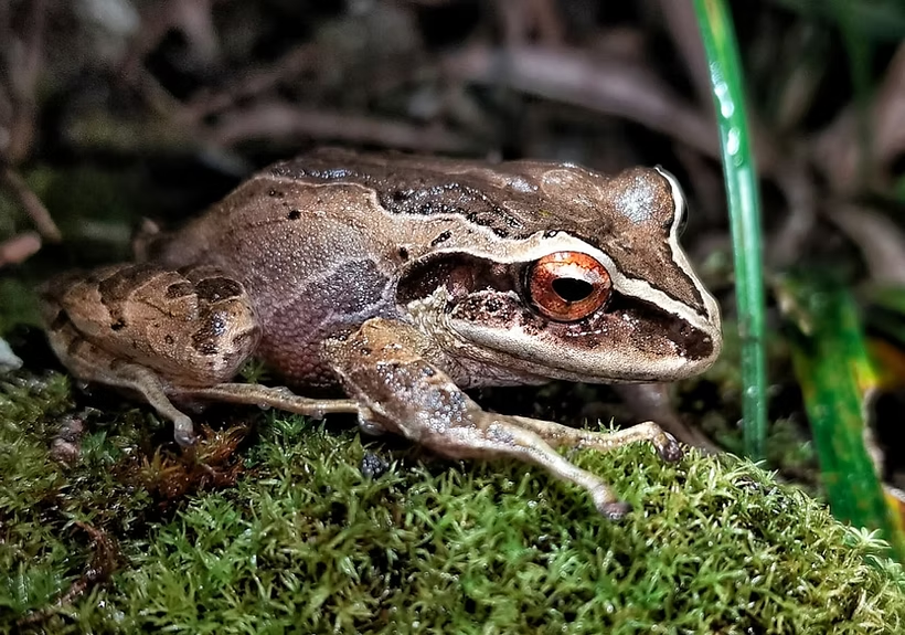 A brown frog resting on moss, with a red-orange eye