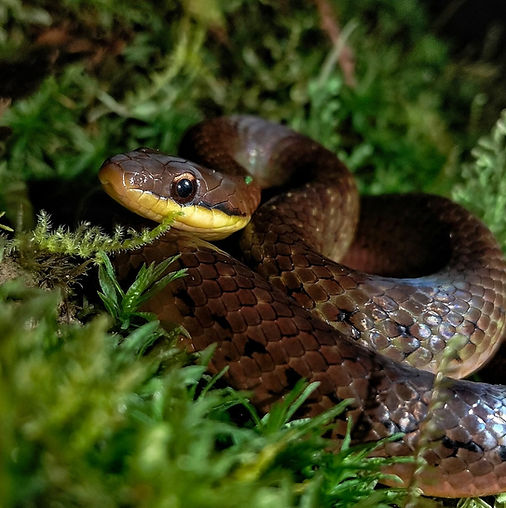 A coiled snake resting among moss and vegetation