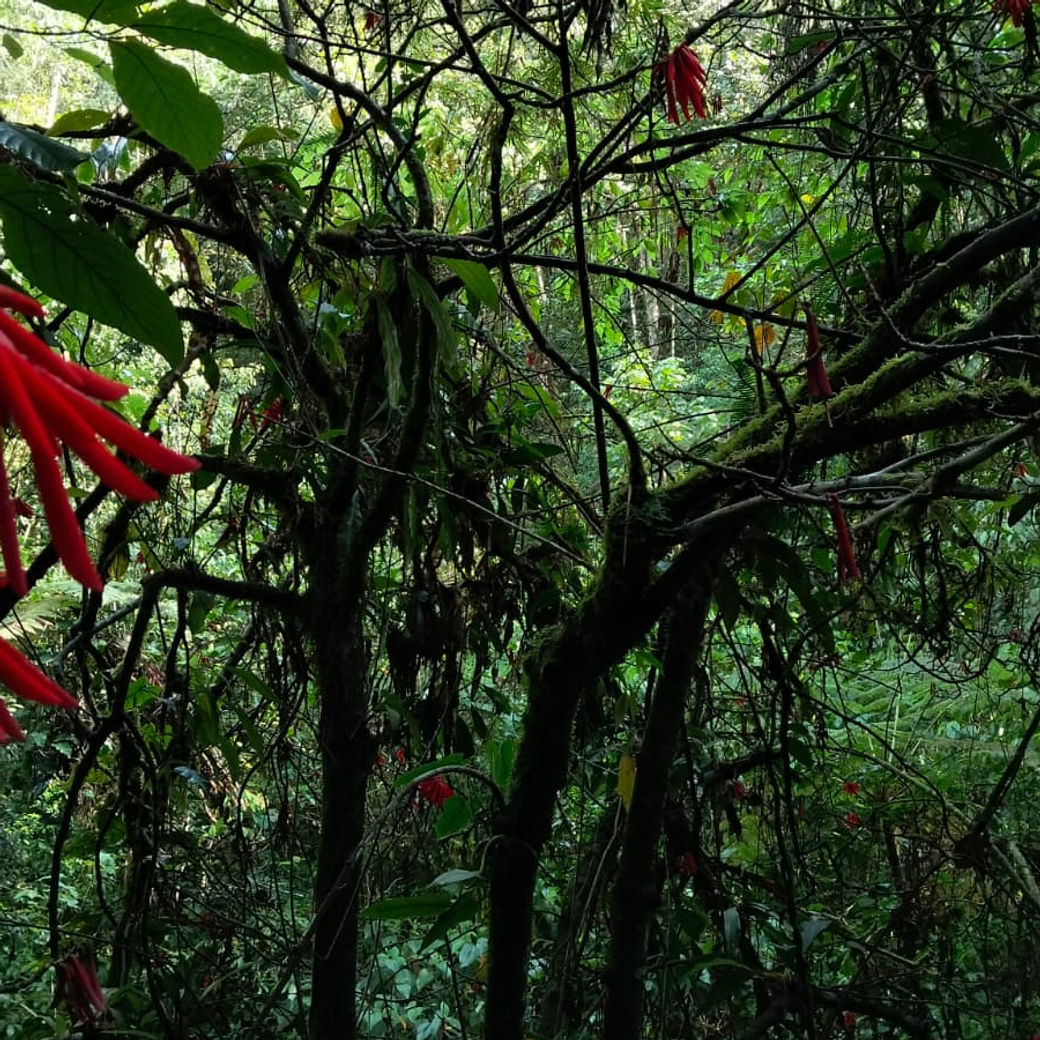 Dense green forest vegetation with red hanging flowers