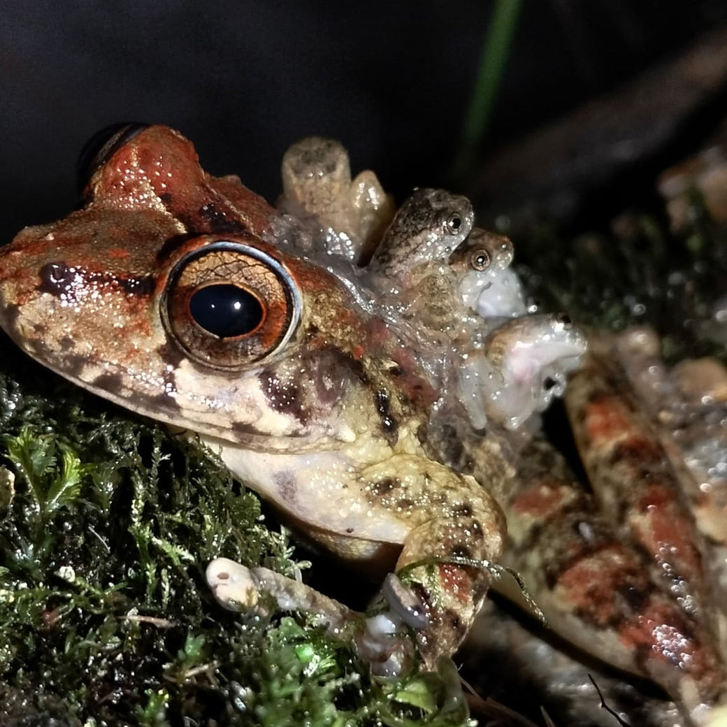 A brown frog carrying young frogs on its back