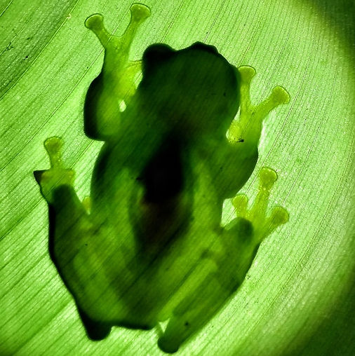 The silhouette of a frog seen through a bright green leaf