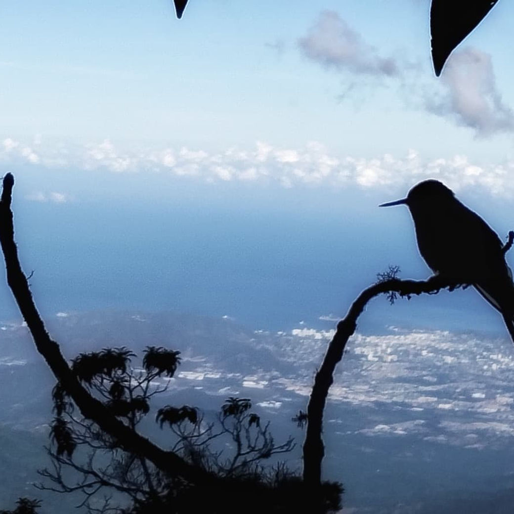 A hummingbird silhouetted against a cloudy mountain view