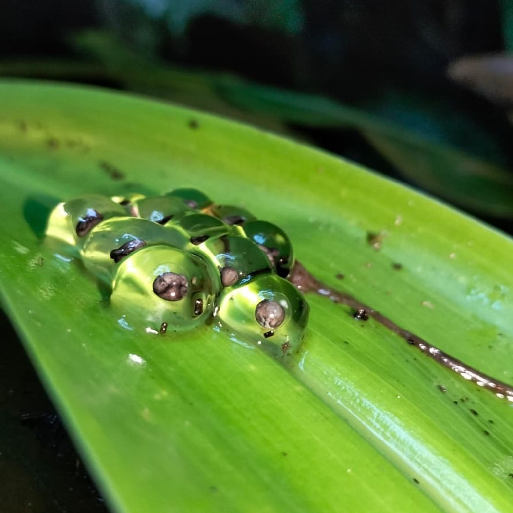 Transparent eggs resting on a bright green leaf