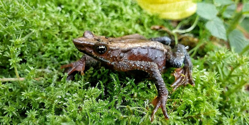 A small lizard in grass