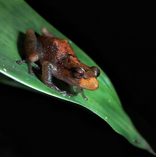 A small brown frog resting on a green leaf