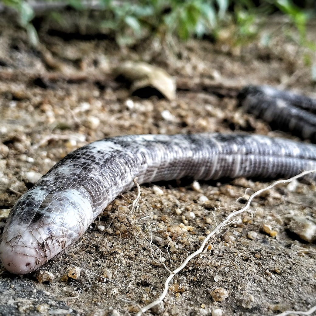 A long, dark, limbless animal on the forest floor