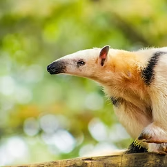 Anteater in green vegetation