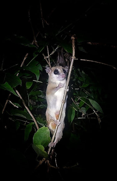 A small mammal photographed at night